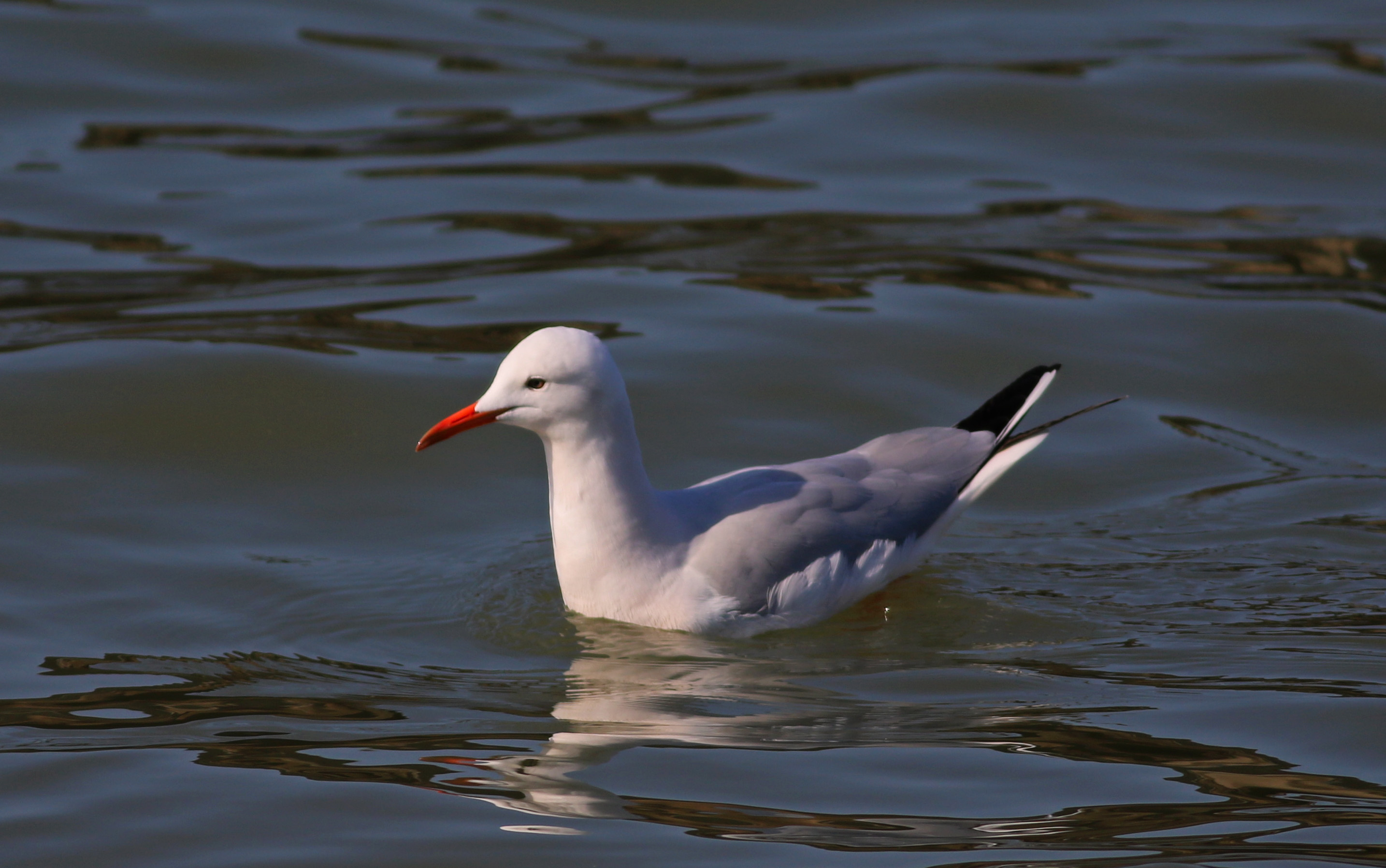 Slender-billed Gull — Ana fotoğraf